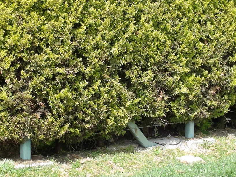 arbustos cercas vivas cortinas rompevientos maderas plástica para sostener la cerca viva estructura para cortina rompe viento madera plástica estructural fuerte maderplast no pudre no rompe 116 arbustos cercas vivas cortinas rompevientos maderas plástica para sostener la cerca viva estructura para cortina rompe viento madera plástica estructural fuerte maderplast no pudre no rompe 116 01 02 03 0 4 0 5 0 6 09 arbustos cercas vivas cortinas rompevientos maderas plástica para sostener la cerca viva estructura para cortina rompe viento madera plástica estructural fuerte maderplast no pudre no rompe 116